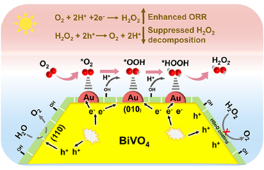 Hydroxyl-enriched hydrous tin dioxide-coated BiVO4 with boosted photocatalytic H2O2 production 2024.100457